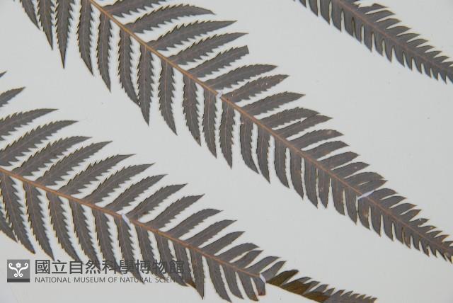 臺灣金狗毛蕨藏品圖，第14張