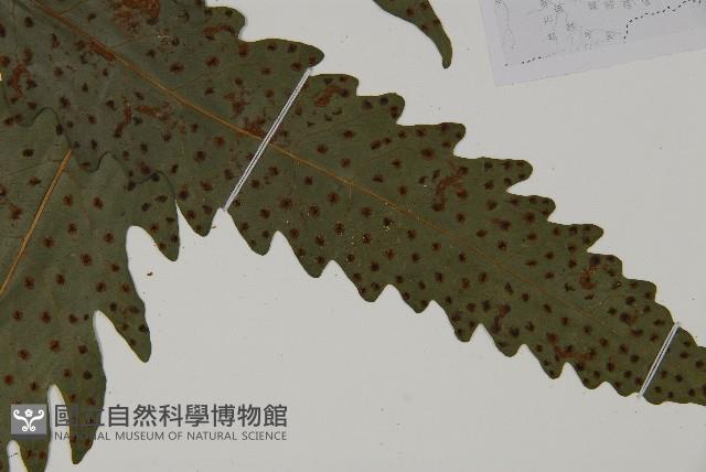 蛇脈三叉蕨藏品圖，第15張