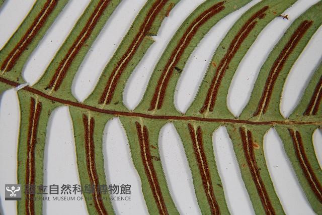 雉尾烏毛蕨藏品圖，第5張