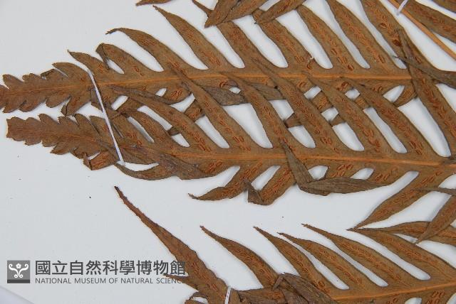 東方狗脊蕨藏品圖，第5張