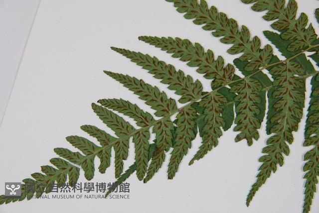 廣葉深山雙蓋蕨藏品圖，第5張