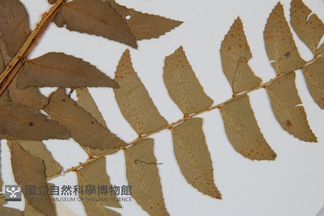 鐮羽貫眾藏品圖，第5張