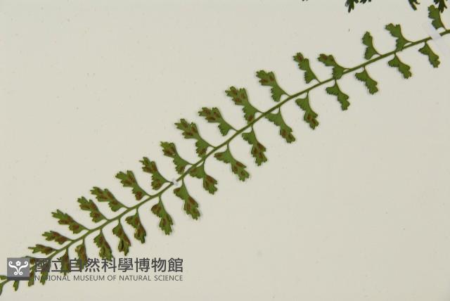 鱗柄鐵角蕨藏品圖，第5張