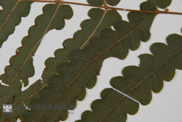 登錄號:P010026藏品圖，第5張