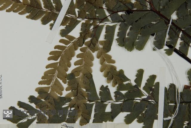 掌葉鐵線蕨藏品圖，第5張