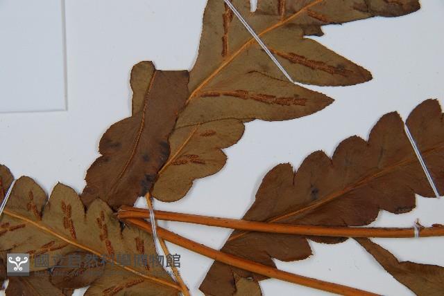 日本狗脊蕨藏品圖，第5張