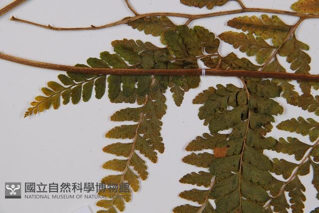 熱帶鱗蓋蕨藏品圖，第5張