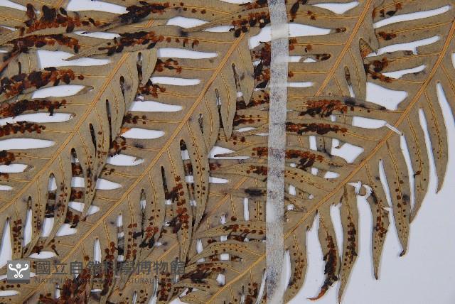 臺灣狗脊蕨藏品圖，第4張