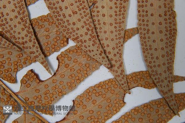 密羽貫眾蕨藏品圖，第5張