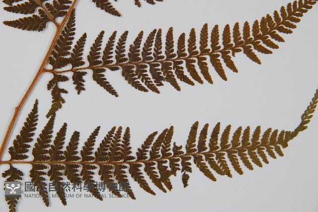 司氏碗蕨藏品圖，第5張