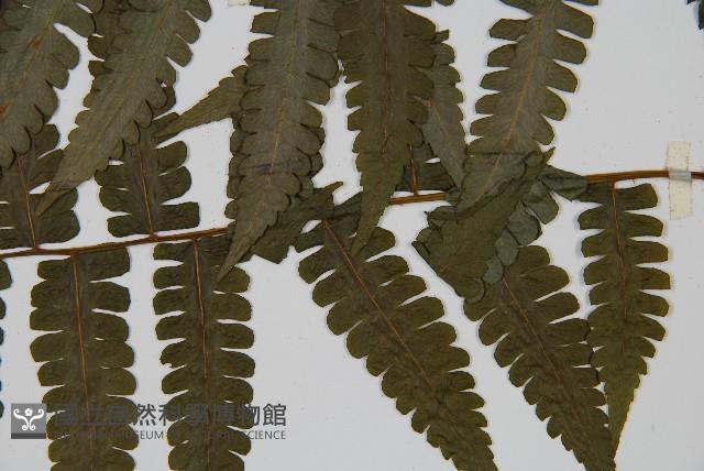 德氏雙蓋蕨藏品圖，第5張