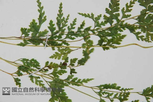 溪洞碗蕨藏品圖，第5張