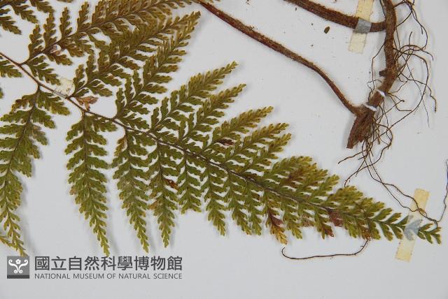 碗蕨藏品圖，第5張