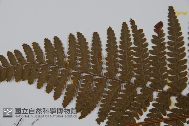 毛果鱗蓋蕨藏品圖，第5張