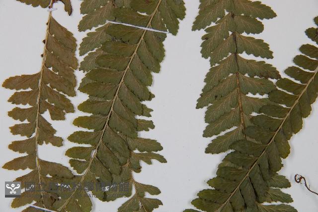 粗毛鱗蓋蕨藏品圖，第5張