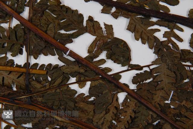 奄美短腸蕨藏品圖，第5張