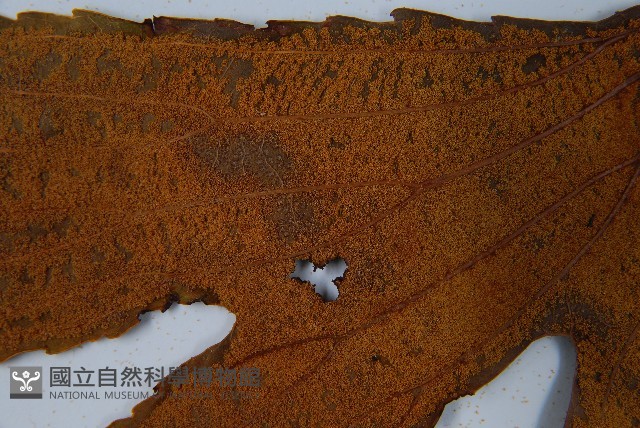 雙扇蕨藏品圖，第8張