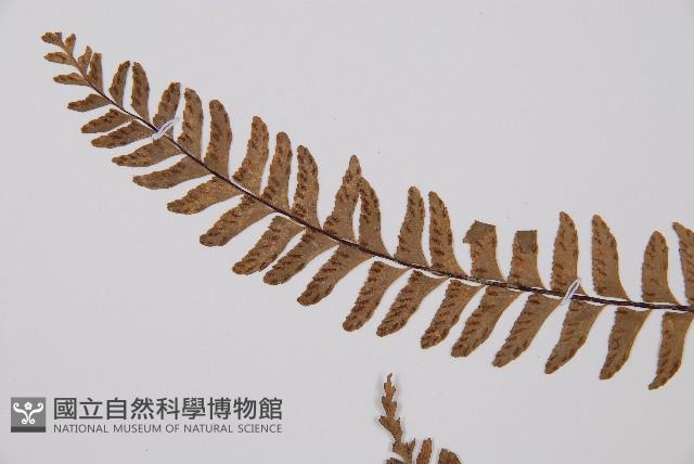 單邊鐵角蕨藏品圖，第5張