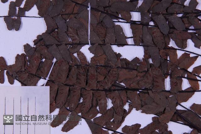 生芽鐵角蕨藏品圖，第4張