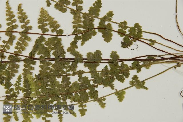 縮羽鐵角蕨藏品圖，第5張