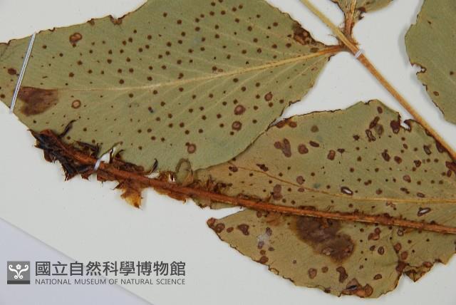 大葉貫眾蕨藏品圖，第5張