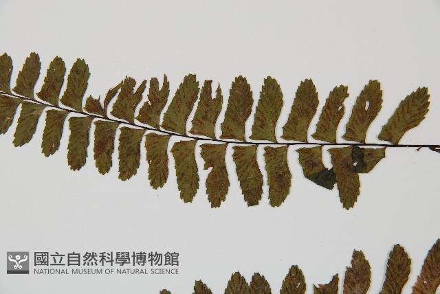 小鐵角蕨藏品圖，第5張