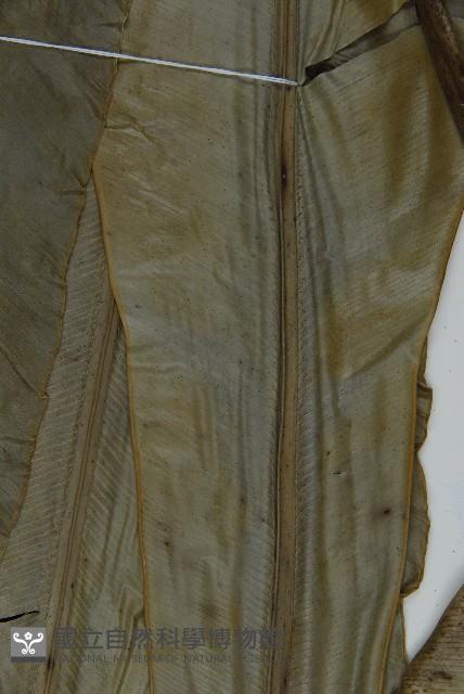 南洋山蘇花藏品圖，第4張