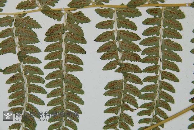 姬蹄蓋蕨藏品圖，第5張