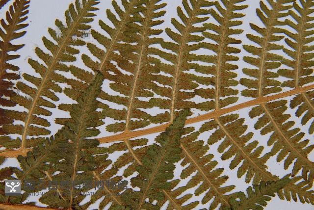 華中蛾眉蕨藏品圖，第5張