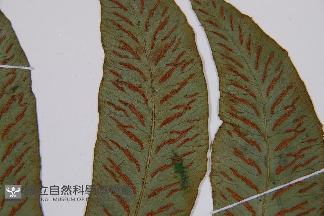 假腸蕨藏品圖，第5張