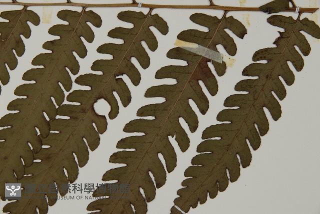 網脈突齒蕨藏品圖，第5張