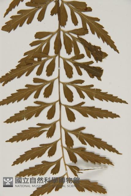 裂葉鐵角蕨藏品圖，第5張