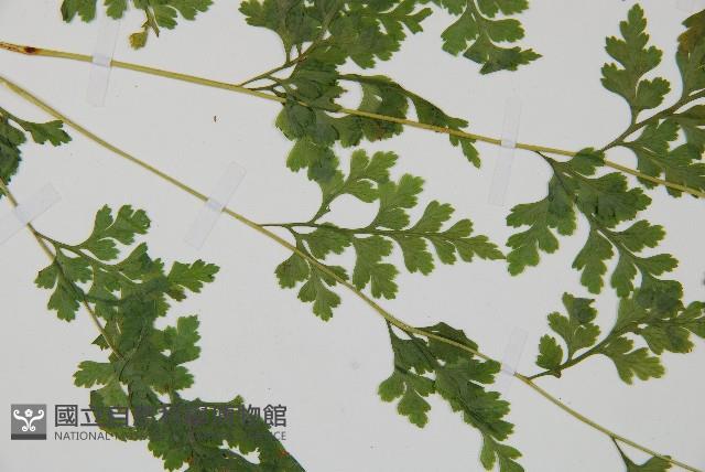 溪洞碗蕨藏品圖，第5張