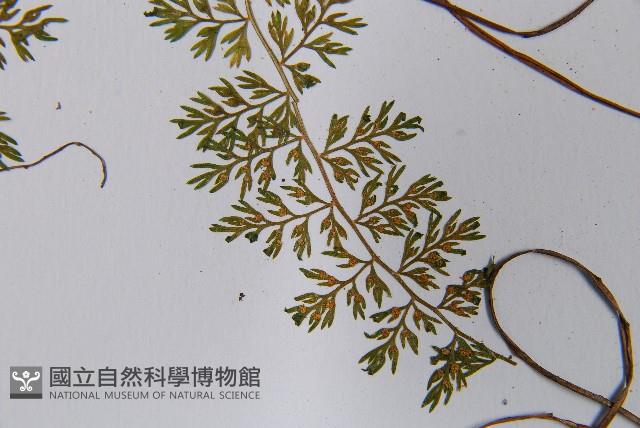 宿枝小膜蓋蕨藏品圖，第5張