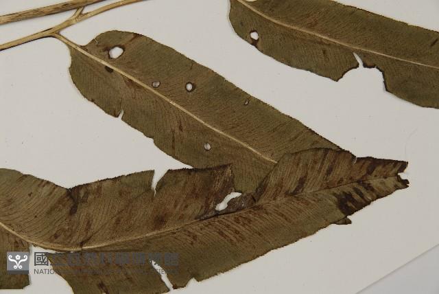 乳頭鳳丫蕨藏品圖，第8張