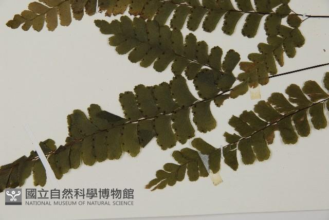 長尾鐵線蕨藏品圖，第5張