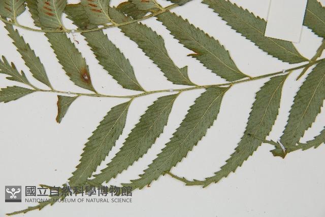 蘭嶼鐵角蕨藏品圖，第5張