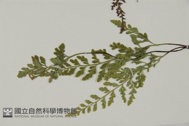 深山鐵角蕨藏品圖，第5張