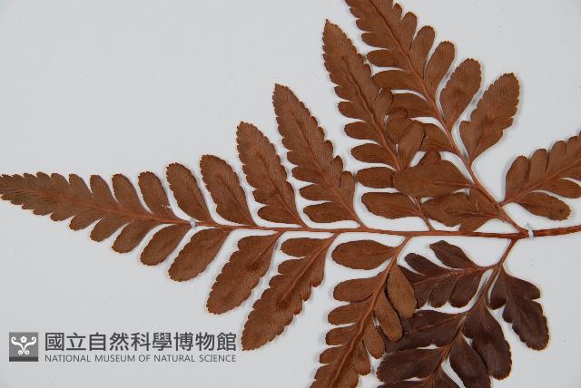 闊葉骨碎補藏品圖，第5張