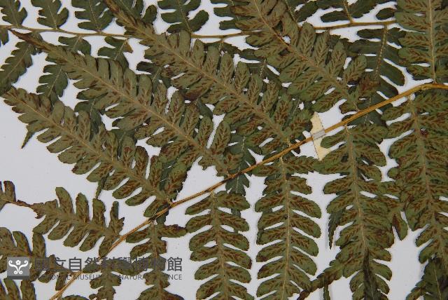 Accession Number:P000306 Collection Image, Figure 5, Total 5 Figures