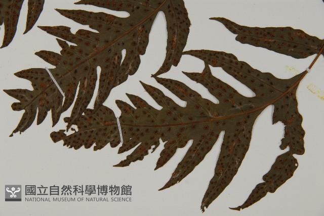 蛇脈三叉蕨藏品圖，第5張