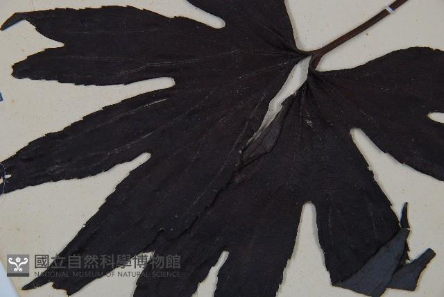 雙扇蕨藏品圖，第5張