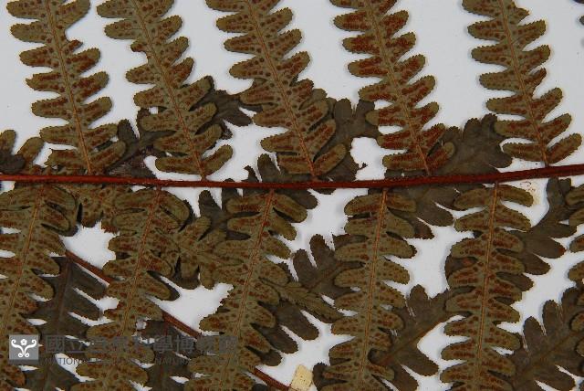 韓氏黑桫欏藏品圖，第5張