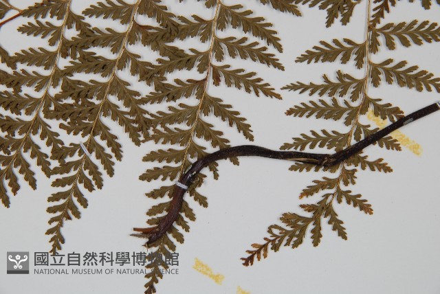 碗蕨藏品圖，第5張
