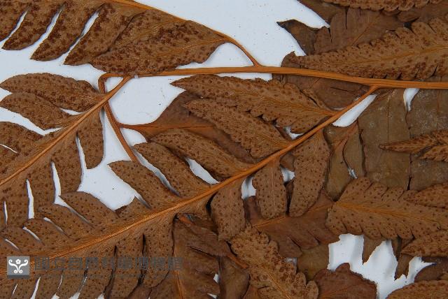 粗裂複葉耳蕨藏品圖，第4張