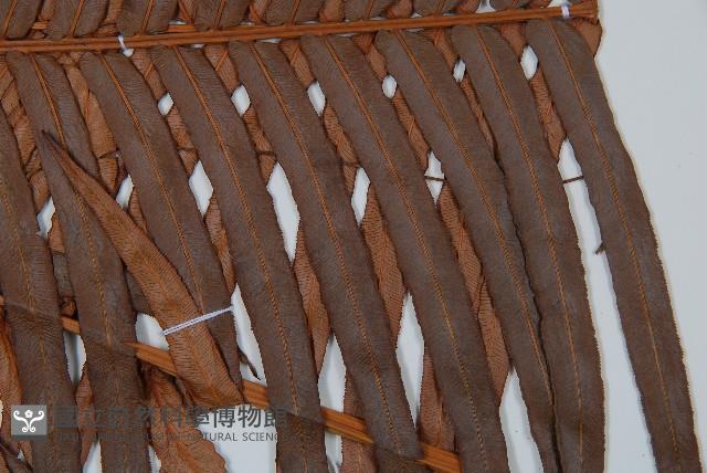 蘇鐵蕨藏品圖，第5張