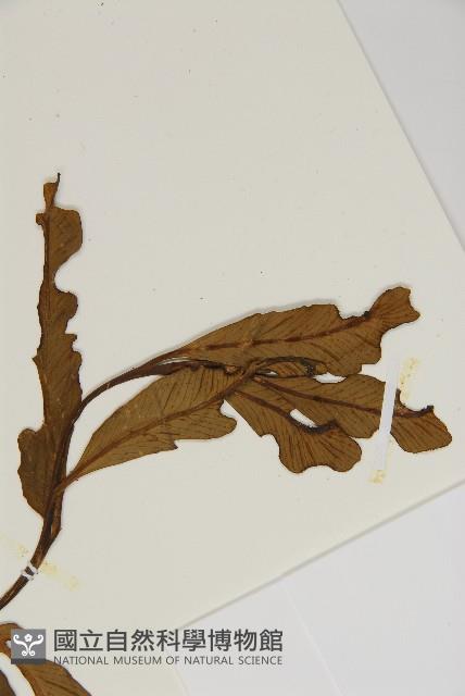 南海鐵角蕨藏品圖，第5張