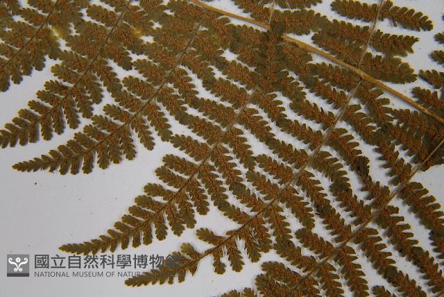 粗柄毛冷蕨藏品圖，第5張