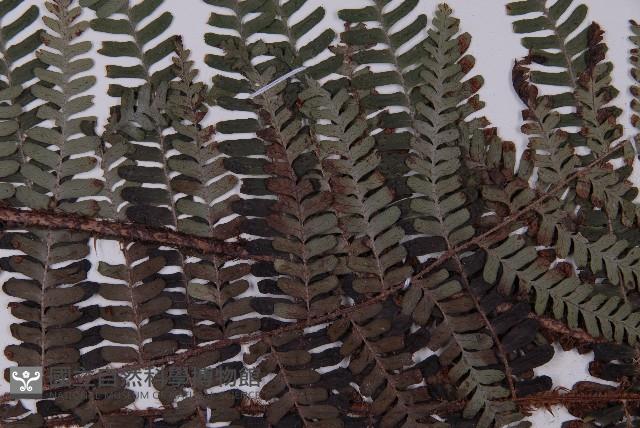 頂囊肋毛蕨藏品圖，第5張