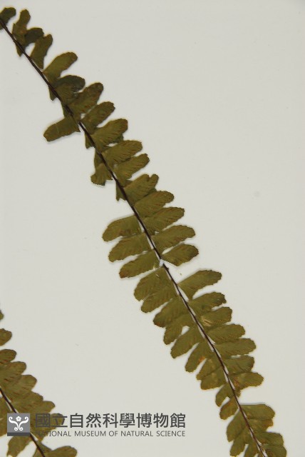 生芽鐵角蕨藏品圖，第5張